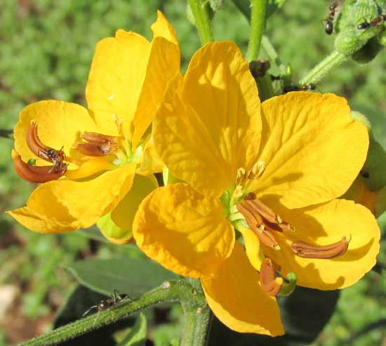 Hairy Senna, SENNA HIRSUTA, flower