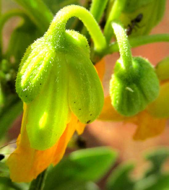 Hairy Senna, SENNA HIRSUTA sepals