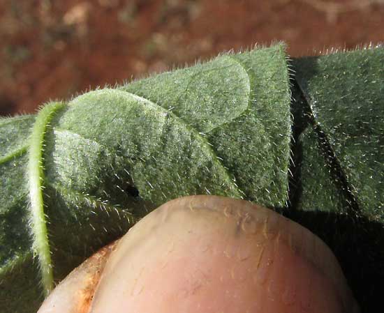 Hairy Senna, SENNA HIRSUTA, hairy leaf surfaces