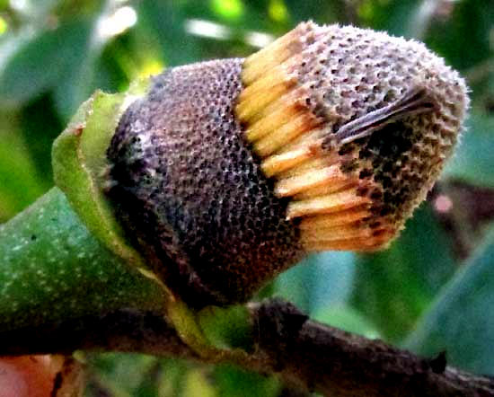 Soursop or Guanábana, ANNONA MURICATA, flower pistils and stamen scars