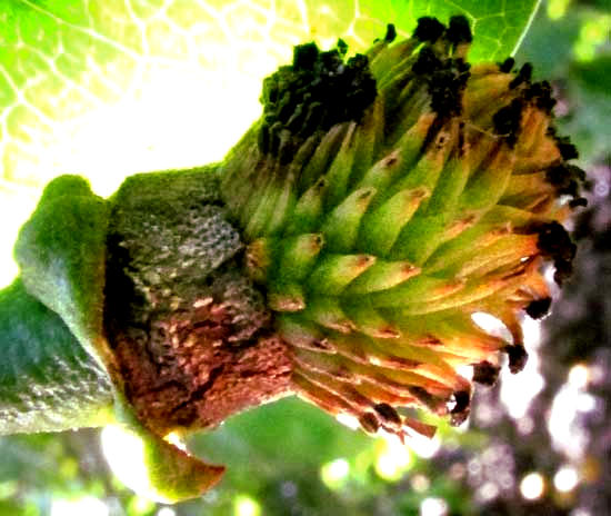 Soursop or Guanábana, ANNONA MURICATA, developing flower pistils