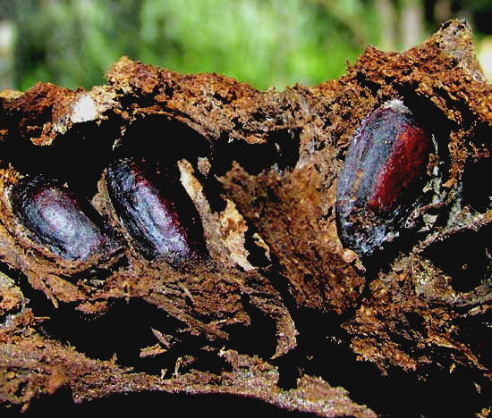 Soursop or Guanábana, ANNONA MURICATA, seeds in decaying fruit