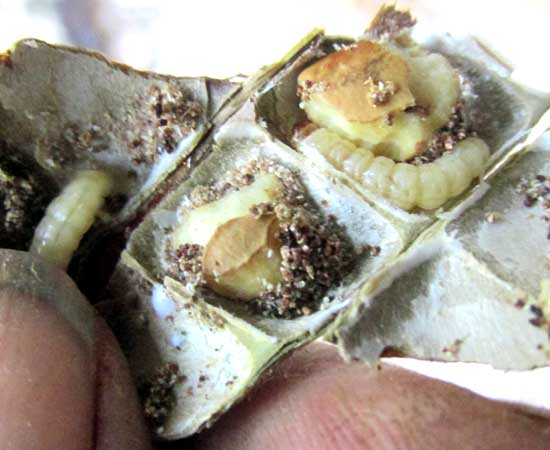 Jícama, PACHYRHIZUS EROSUS, worms eating seeds in pod