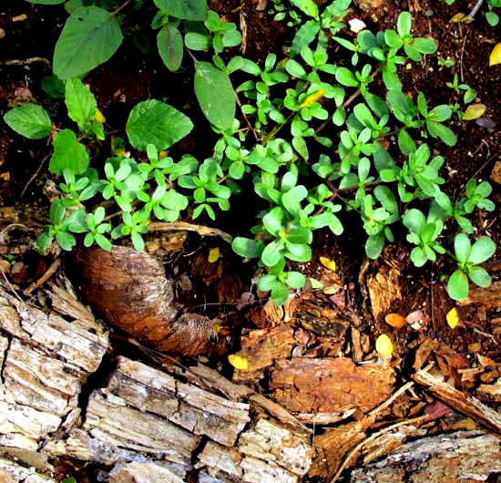 Common or Wild Purslane, PORTULACA OLERACEAE, as weed