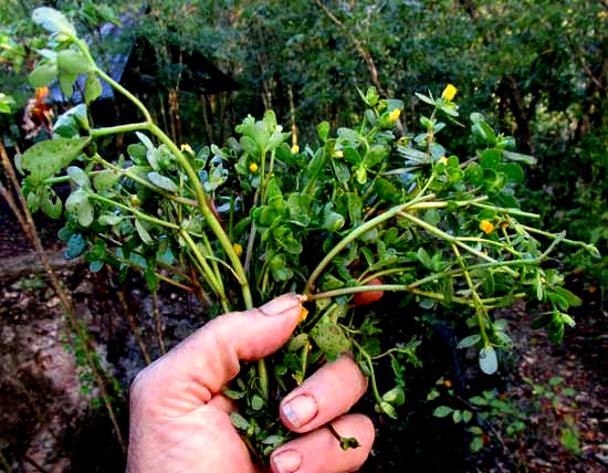 Common or Wild Purslane, PORTULACA OLERACEAE, handful picked for eating