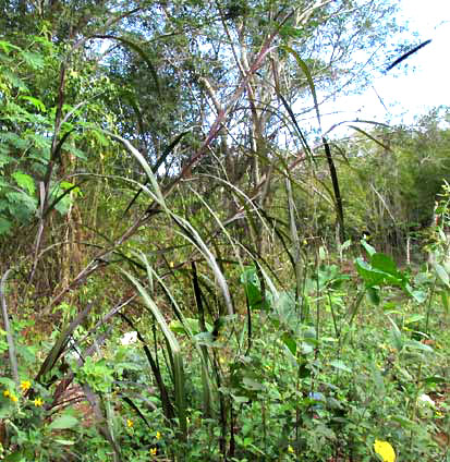 PENNISETUM MACROSTACHYUM var. ATROPURPUREUM