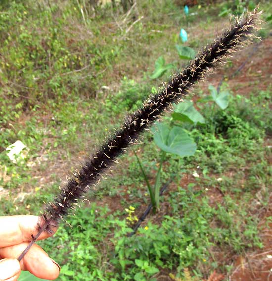 PENNISETUM MACROSTACHYUM var. ATROPURPUREUM, spike