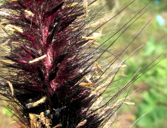 PENNISETUM MACROSTACHYUM var. ATROPURPUREUM, spikelets