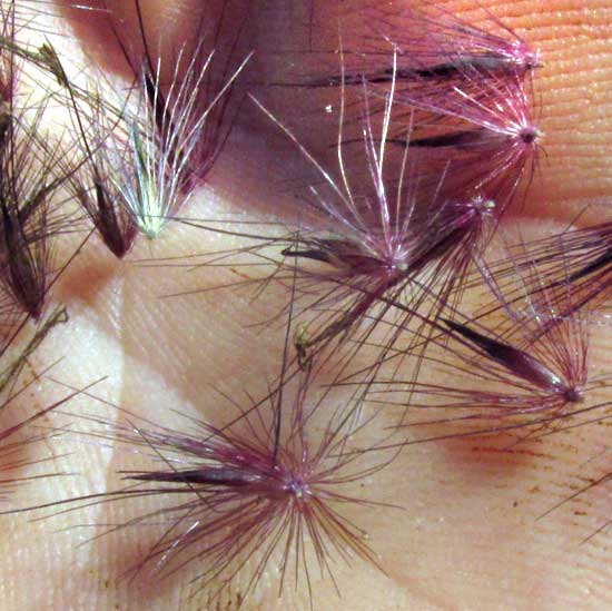 PENNISETUM MACROSTACHYUM var. ATROPURPUREUM, spikelets with bristles