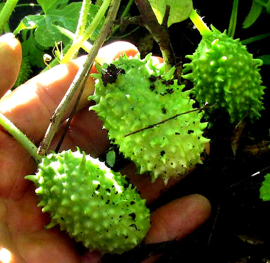 Spiny Cucumber, CUCUMIS ANGURIA, fruits