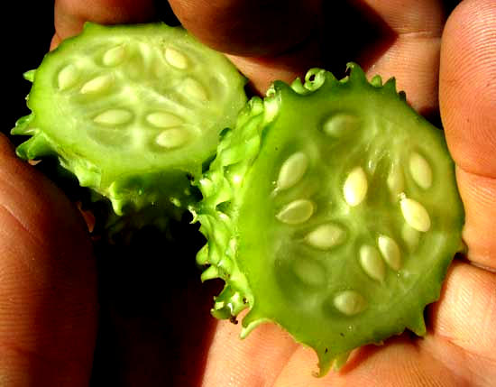 Spiny Cucumber, CUCUMIS ANGURIA, fruit open showing seeds