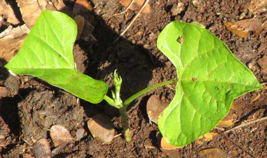 Jícama, or Yam Bean, PACHYRRHIZUS EROSUS, seedling