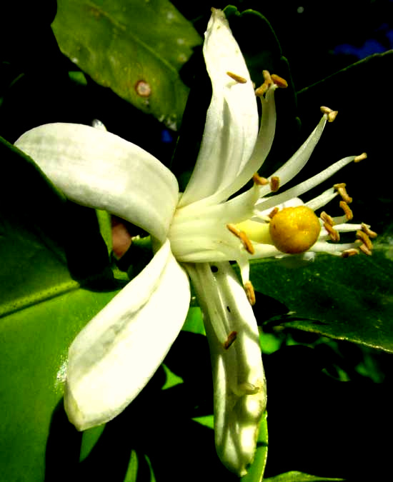 Bitter or Sour Orange, CITRUS AURANTIUM, flower