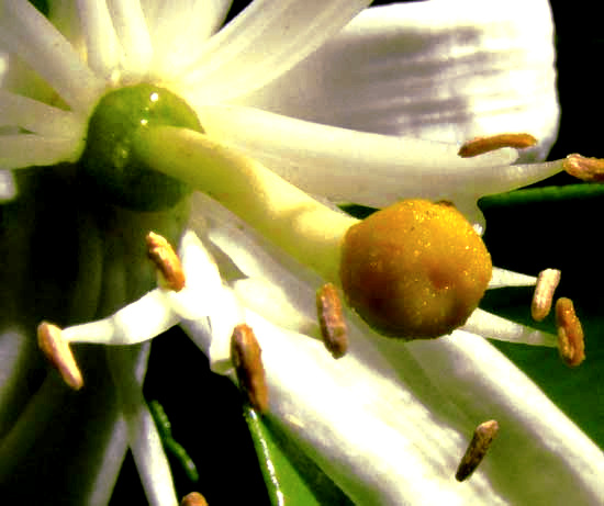 Bitter or Sour Orange, CITRUS AURANTIUM, flower showing pistil
