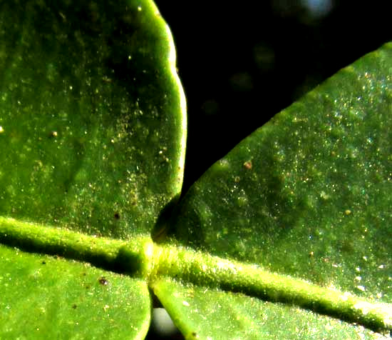Bitter or Sour Orange, CITRUS AURANTIUM, leaf joint close-up