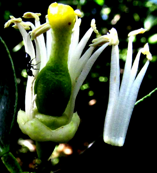 Lime, CITRUS x LIMETTA, pistil and stamens