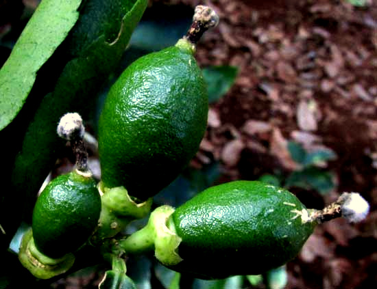 Lime, CITRUS x LIMETTA, immature fruits