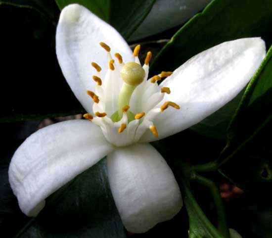 Sweet Orange flower