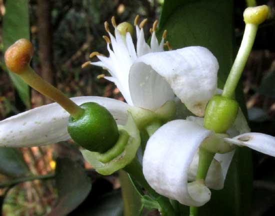 Sweet Orange flower showing pistil