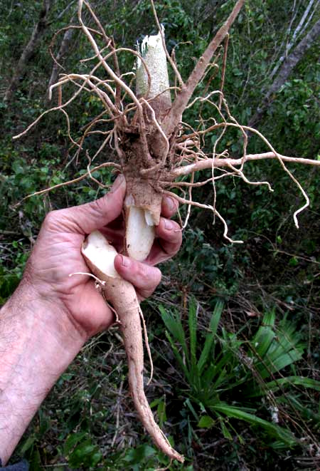 Moringa root used for horseradish