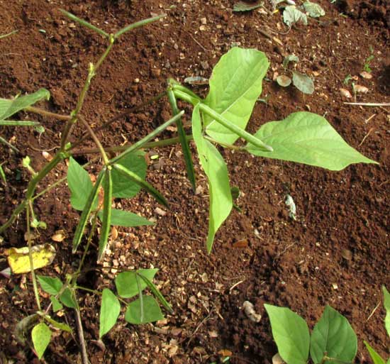 Mung Bean, PHASEOLUS AUREUS, plant