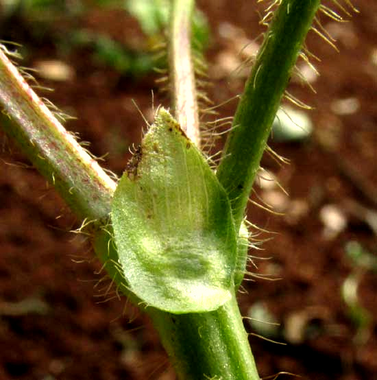 Mung Bean, PHASEOLUS AUREUS, stipules