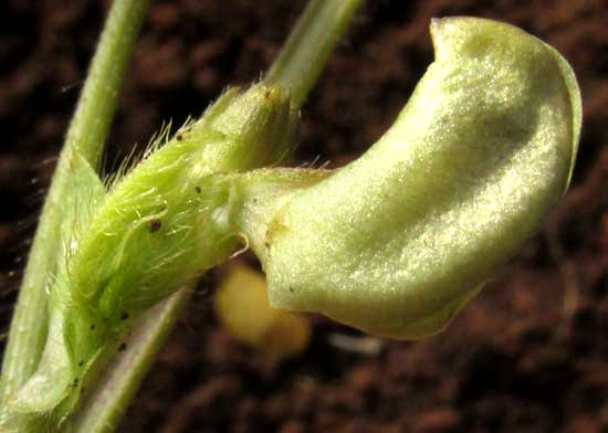 Mung Bean, PHASEOLUS AUREUS, flower