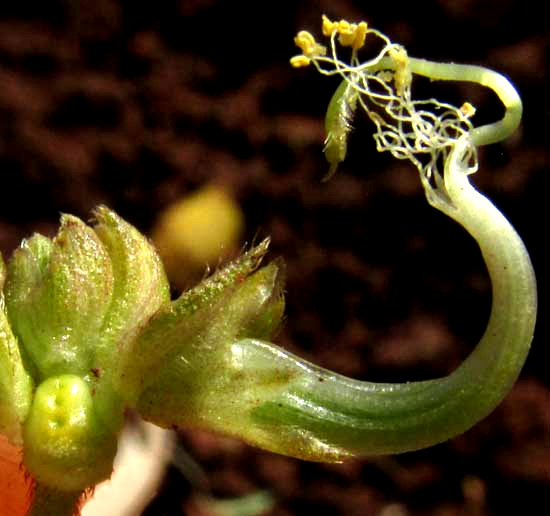 Mung Bean, PHASEOLUS AUREUS, flower with corolla removed