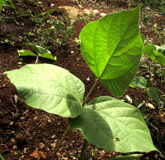 Mung Bean, PHASEOLUS AUREUS, leaf
