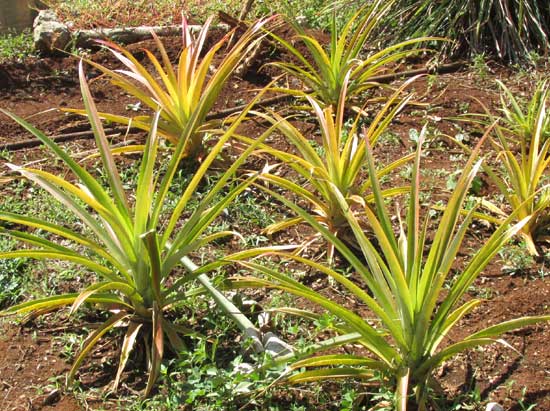 Pineapple plants