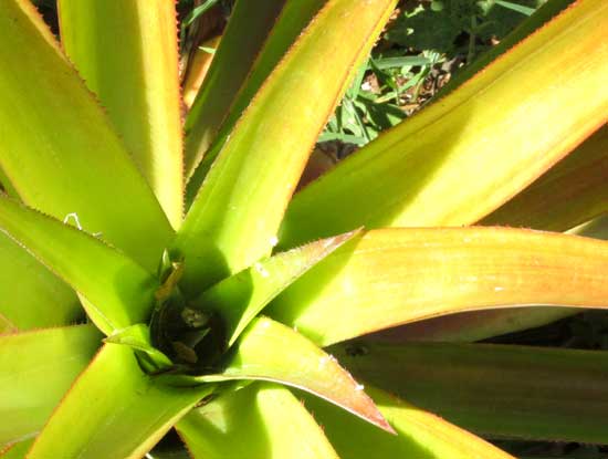 Pineapple plants