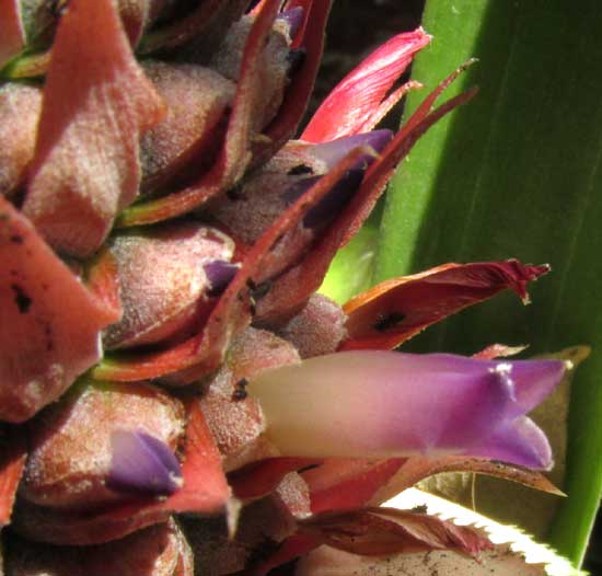 Pineapple flower