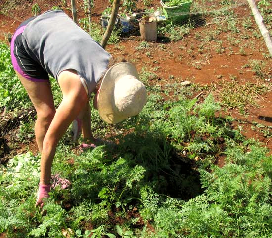 working in carrots beds