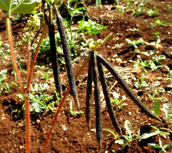 +Mung Bean, PHASEOLUS AUREUS, mature legumes