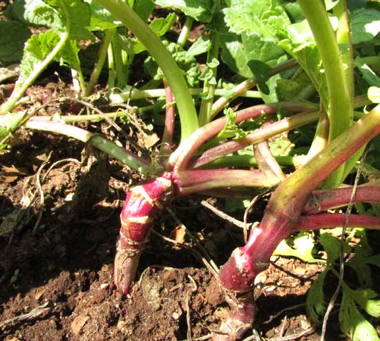 undeveloped radishes