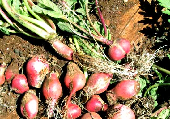 poorly developed radishes