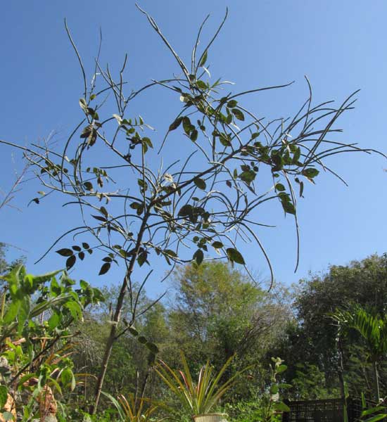 Hairy Senna, SENNA HIRSUTA, plant with many mature pods