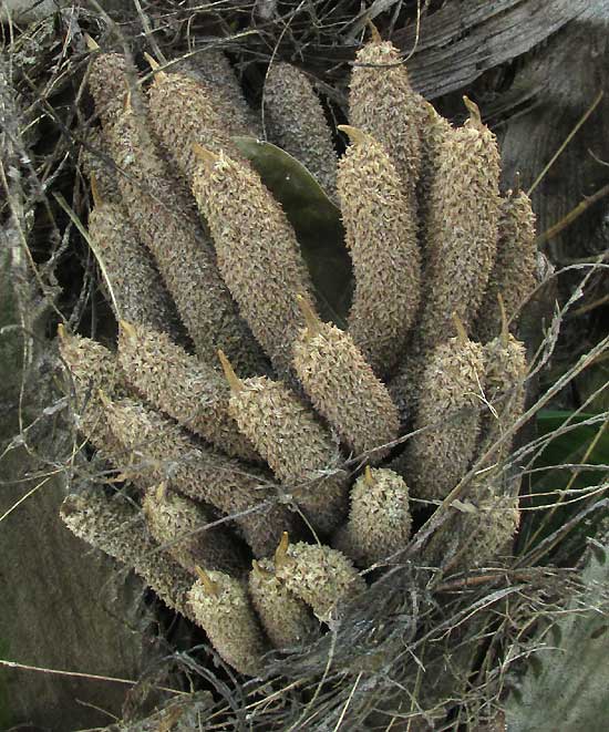 Oil Palm, male flowers