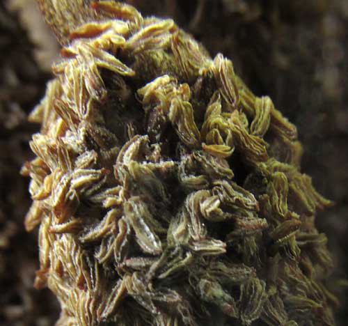 Oil Palm, spent anthers of male flowers