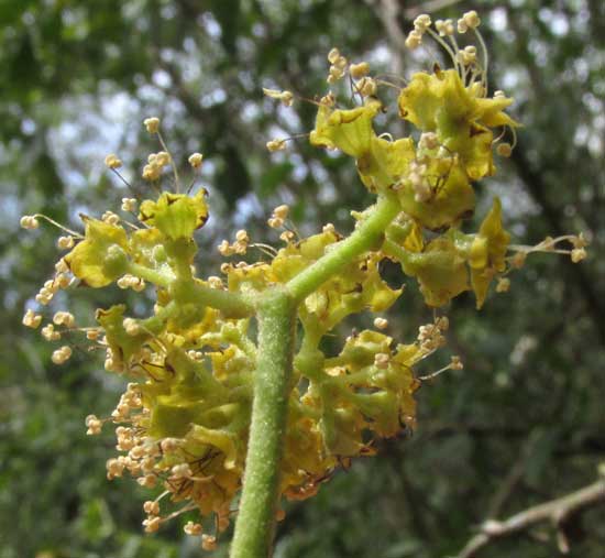 PISONIA ACULEATA, inflorescence