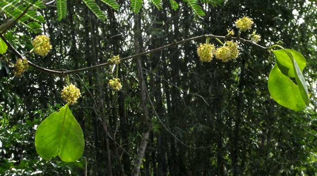 PISONIA ACULEATA, flowering branch