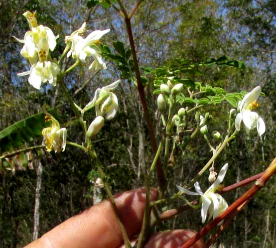 Moringa, MORINGA OLEIFERA, inflorescence