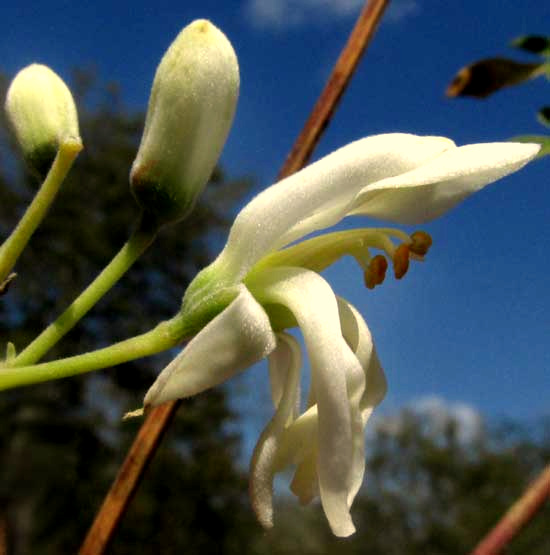 Moringa, MORINGA OLEIFERA, flower, side view