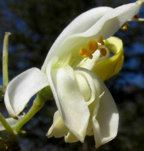 Moringa, MORINGA OLEIFERA, flower from front