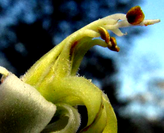 Moringa, MORINGA OLEIFERA, stamens