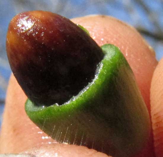 SIDEROXYLON cf. PERSIMILE, seed inside fruit