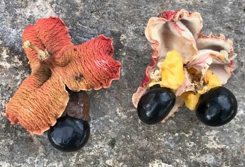 Ackee, BLIGHIA SAPIDA, fruit