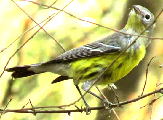 Magnolia Warbler, DENDROICA MAGNOLIA