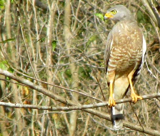 Roadside Hawk