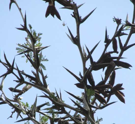 Bull-Horn Acacia, VACHELLIA [ACACIA] COLLINSII, fruits among spines